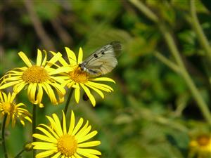 Parnassius mnemosyne