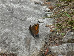 Lasiommata maera