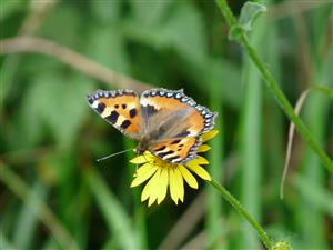 Aglais urticae