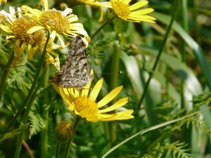 Vanessa cardui