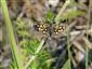 Carterocephalus palaemon (Pallas, 1771)