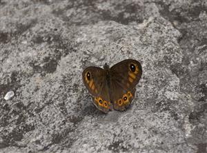 Lasiommata maera