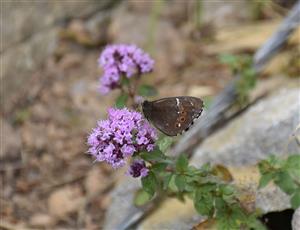 Erebia ligea