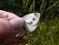 Pieris napi f. bryoniae