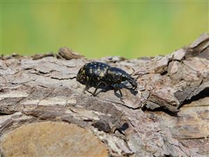 Liparus glabrirostris 