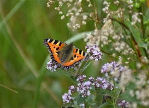 Aglais urticae