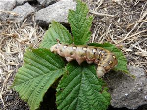 Hyles gallii