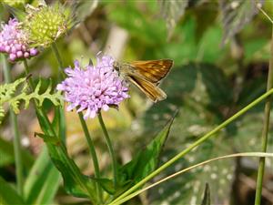 Ochlodes venata