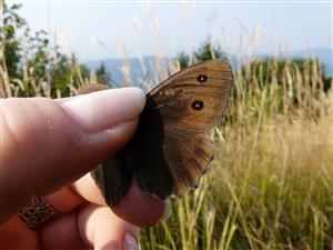 Minois dryas