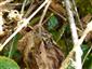 Autographa gamma (Linnaeus, 1758)