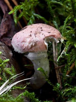 Gomphidius roseus