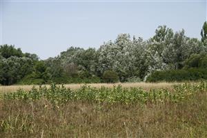 Raškovský luh