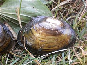 Anodonta anatina