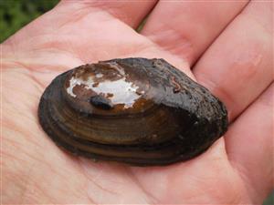 Anodonta anatina