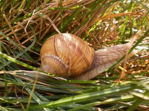 Slímák záhradný/Helix pomatia