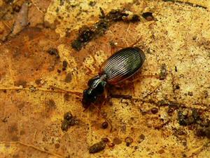 Cymimdis (Cymindis) cingulata, Dejean 1825
