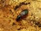 Cymindis (Cymindis) cingulata Dejean, 1825
