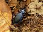 Carabus (Chaetocarabus) intricatus intricatus, Linnaeus 1761