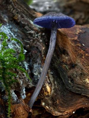 Entoloma euchroum