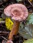 Lactarius lilacinus