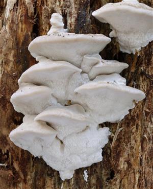 Postia tephroleuca