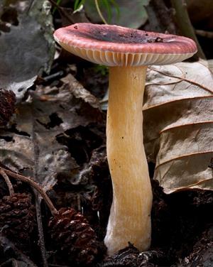 Russula alnetorum