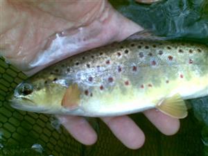 Salmo trutha morpha fario
