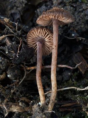 Inocybe cincinnata var. cincinata