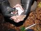 Myotis mystacinus/alcathoe
