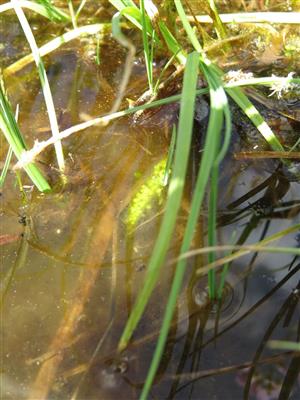 Triturus vajíčka