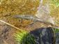 triturus alpestris