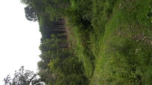 Lesná cesta ku kameňolomu