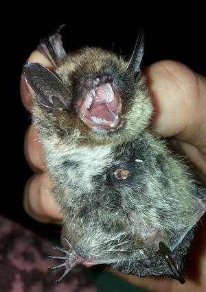Myotis mystacinus/brandti