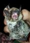 Myotis mystacinus/brandti