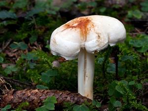 Rhodocollybia maculata 
