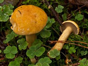 Suillus bovinus