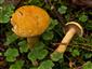 Suillus bovinus