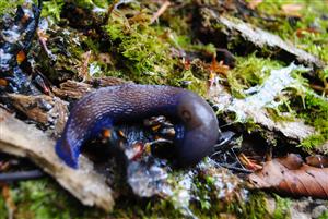 Salamandra požieraná sliziakom karpatským 