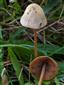 Conocybe semiglobata