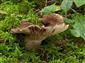 Lactarius picinus