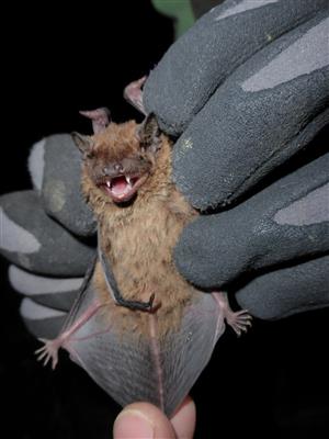 Nyctalus leisleri