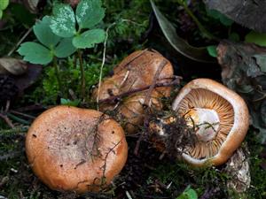 Lactarius deterrimus