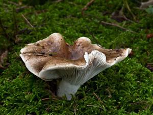 Russula acrifolia