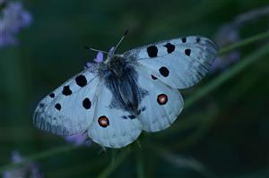 Jasoň červenooký (Parnassius apollo)