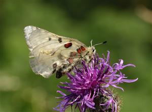 Jasoň červenooký (Parnassius apollo)