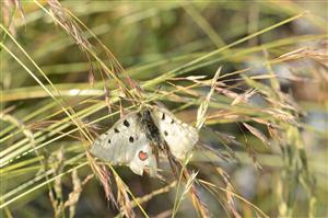 Jasoň červenooký (Parnassius apollo)