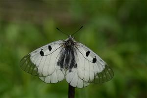 Jasoň chochlačkový(Parnassius mnemosyne)
