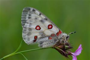 Jasoň červenooký (Parnassius apollo)