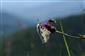 Jasoň červenooký (Parnassius apollo)