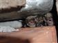 Myotis mystacinus / brandtii / alcathoe